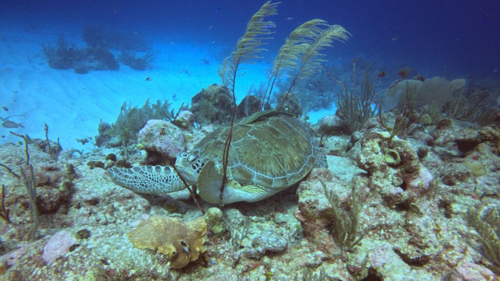 Green sea turtle resting on a coral reef with sea fans and tropical fish in the crystal clear Caribbean waters of Akumal, Quintana Roo, Mexico