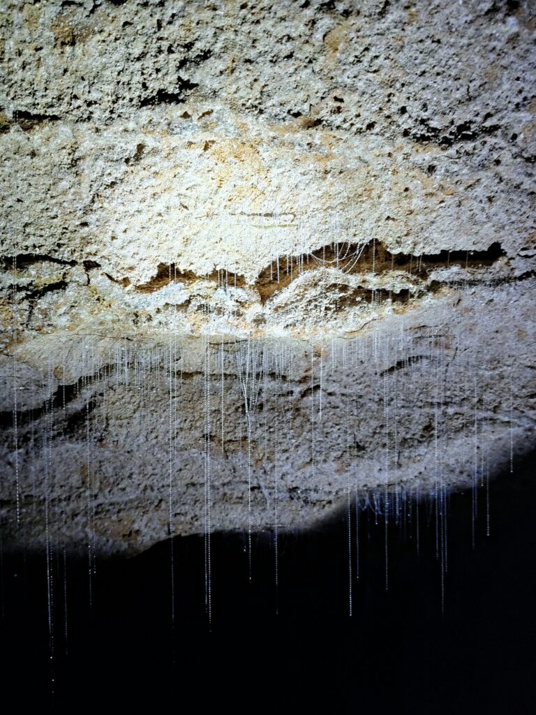 Close-up of New Zealand glowworm larvae and silk