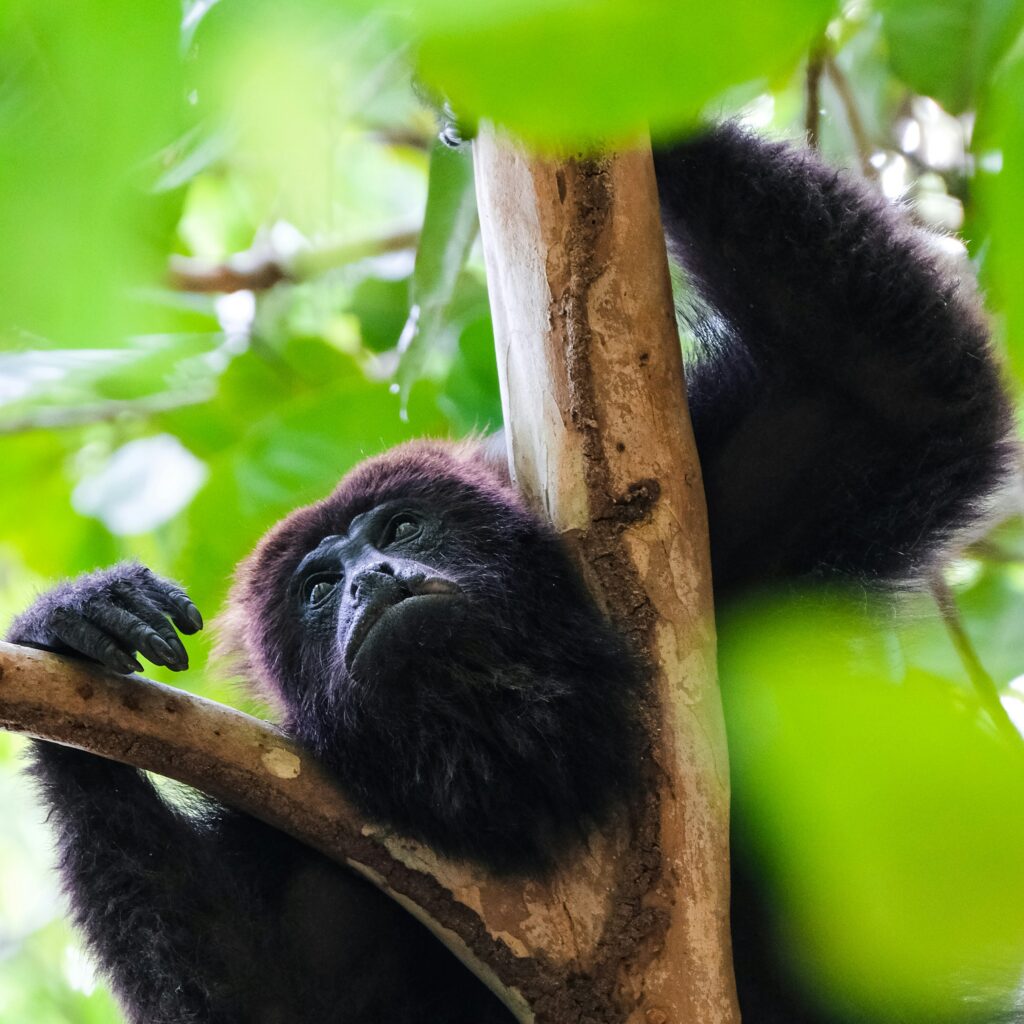 Howler monkey in the jungle canopy at Tikal National Park, Guatemala