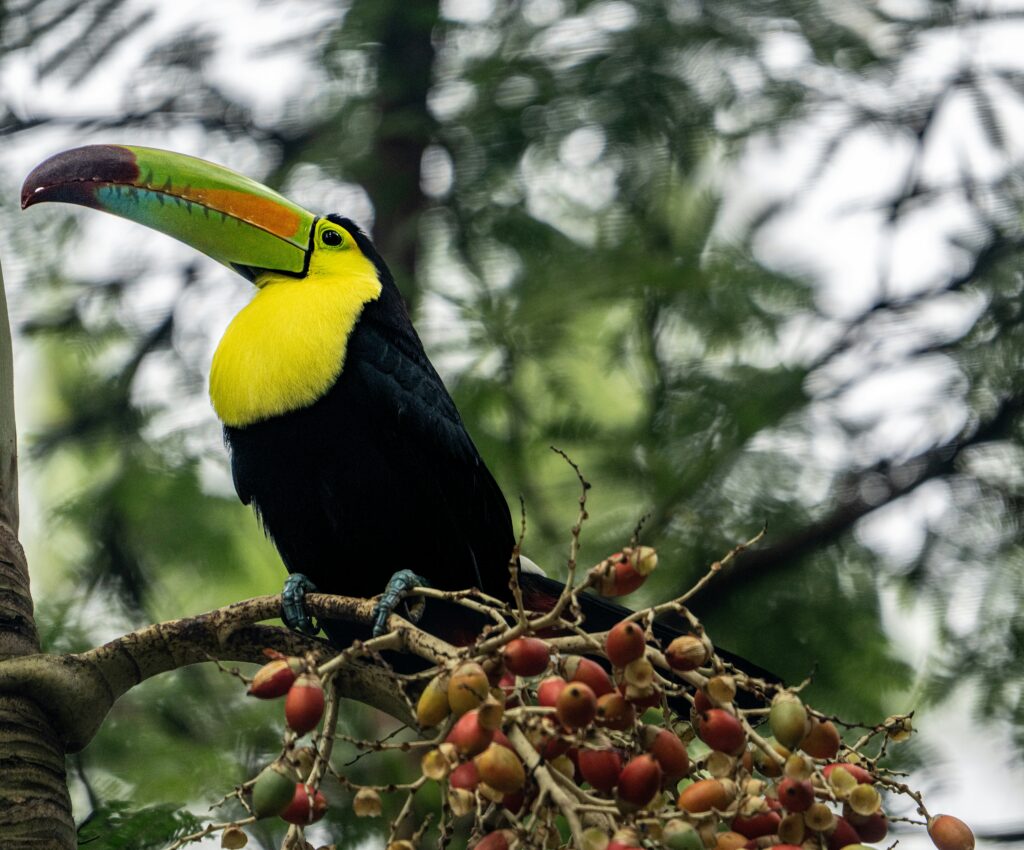 Keel-billed toucan perched in a tree, one of the colorful birds spotted at Tikal National Park