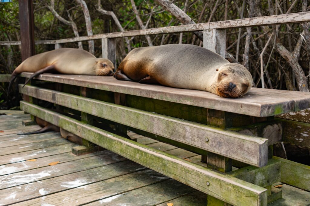 Sea lion resting on a bench in San Cristobal Galapagos town